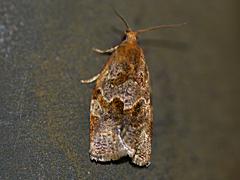 Leafroller Moth